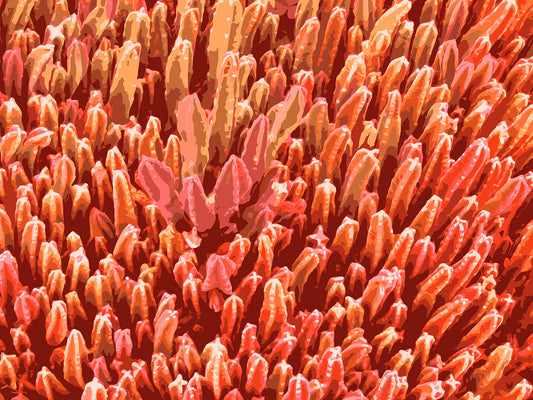 Succulent City 10 | Paper Print