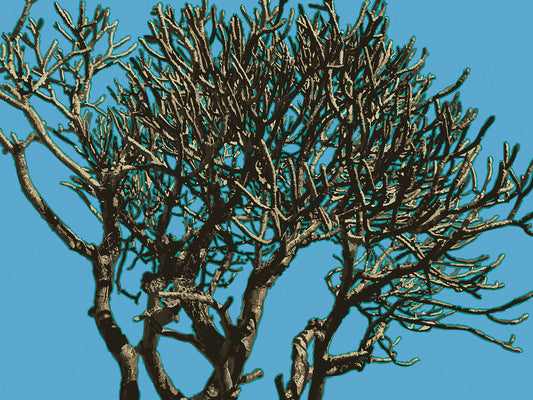 Wild Labyrinth 13 | Canvas Print